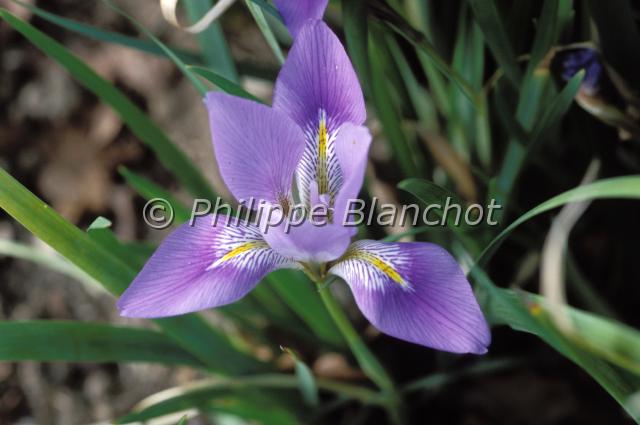 iris unguicularis.JPG - Iris d'Alger, iris algérienIris unguicularis PoiretIridaceae
